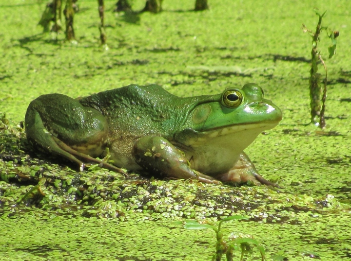 American Bullfrog